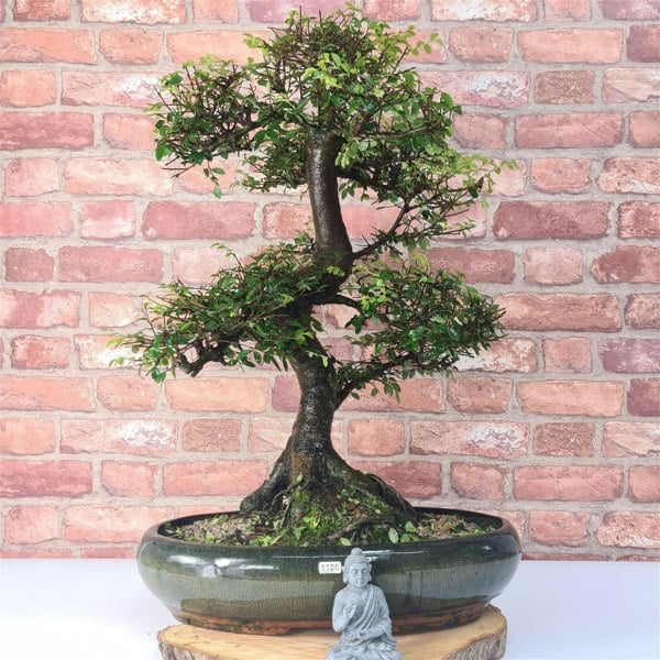 Large Chinese Elm (Ulmus Parvifolia) Bonsai Tree | Shaped | In 35cm Pot - Yorkshire Bonsai