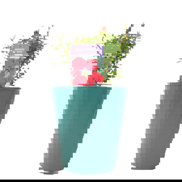 Ruby Wishes Rose (Bush) – 5.5L Pot – Compact Patio Rose with Rich Red Blooms Plants By Post