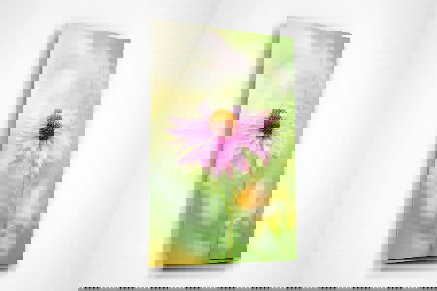 Fernlight Gallery Coneflower