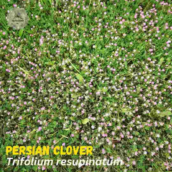 Persian Clover Seeds Trifolium resupinatum