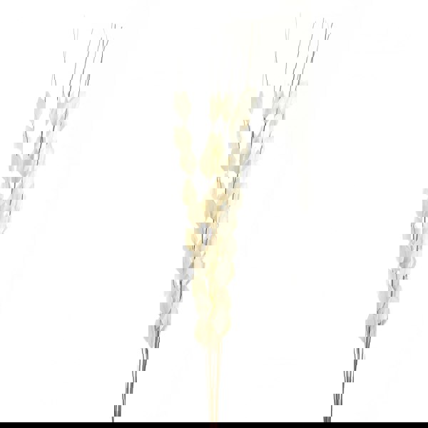 Hill Interiors Bouquet Of Dried Thlaspi Arvense Artificial Flower - White