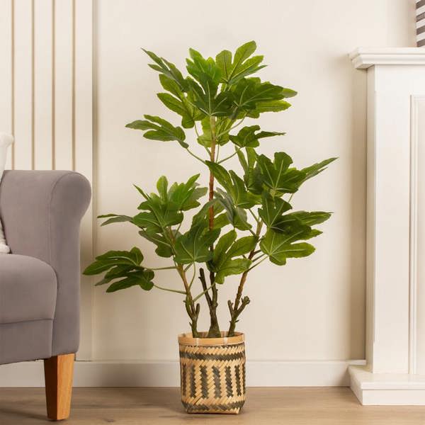 Scottish Everlastings 90cm Fig Tree in Bamboo Basket