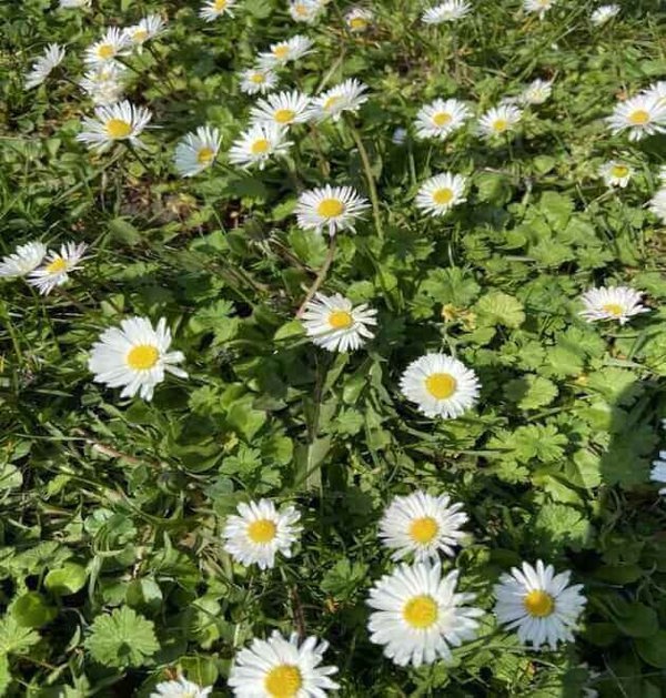 ox eye daisy leaf