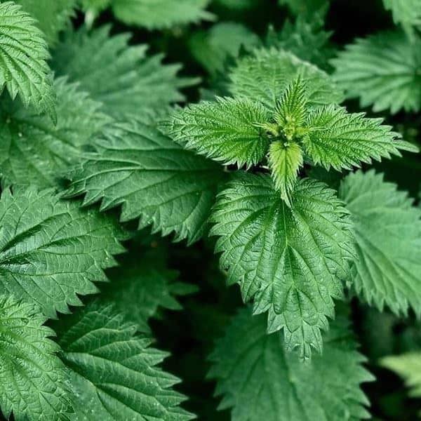 DamavandPro Premium Stinging Nettle: Urtica dioica Seeds