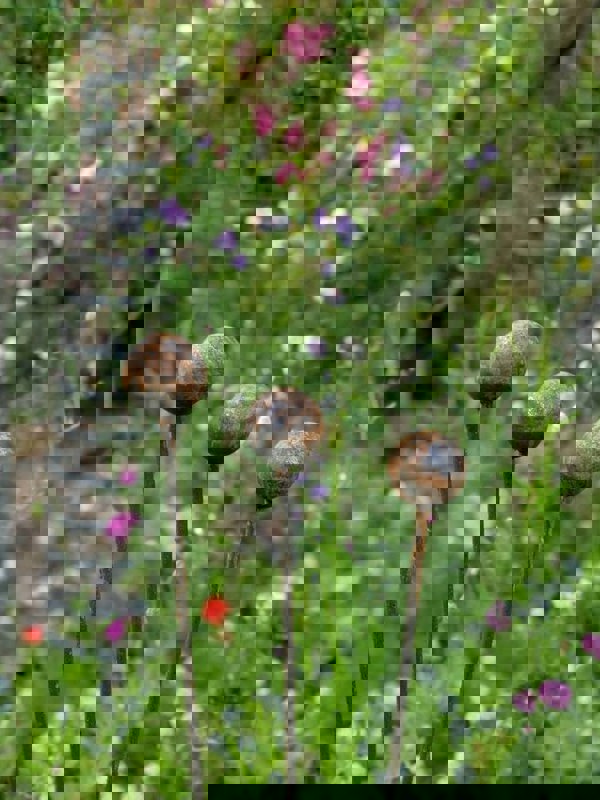 Savage Works Plant Support For Garden