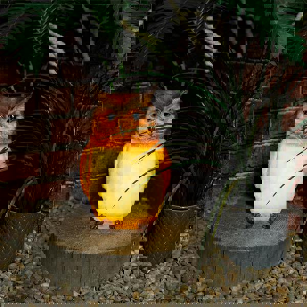 St Helens Female Light UP Owl