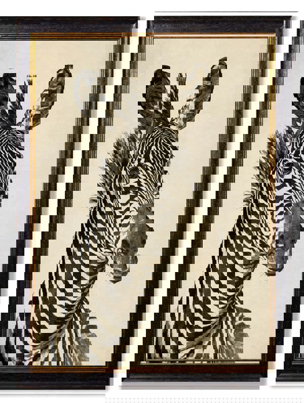 Exceptional Art c1890 Zebra Illustrations - Dark
