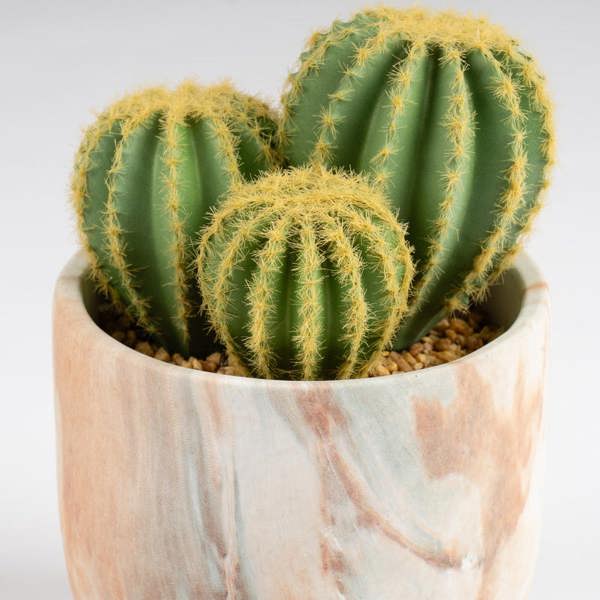 Scottish Everlastings 20cm Cactus in Cement Pot