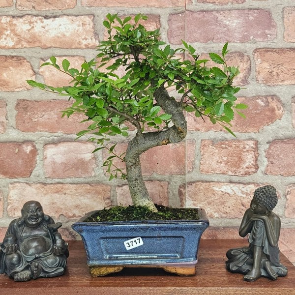 Yorkshire Bonsai Chinese Elm (Ulmus Parvifolia) Bonsai Tree | Shaped | In 15cm Pot