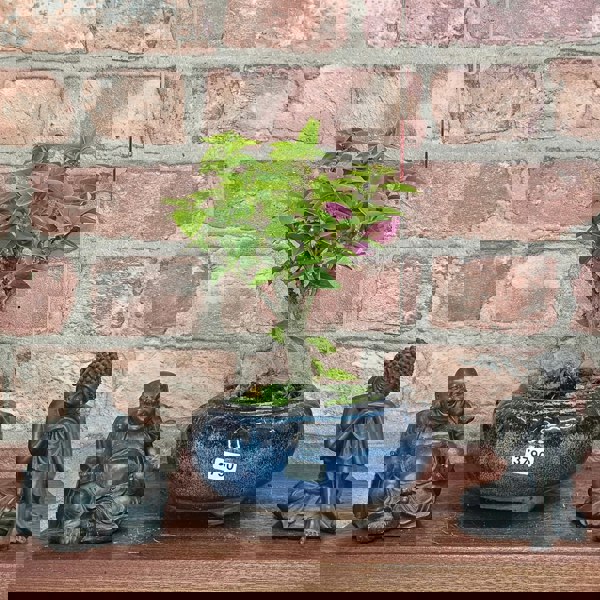 Yorkshire Bonsai Bougainvillea Bonsai Tree - In 15cm Pot