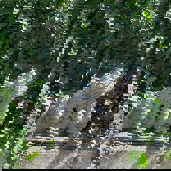 Mystical  Oriental Dragon Stone Cast  Statue Garden Ornament