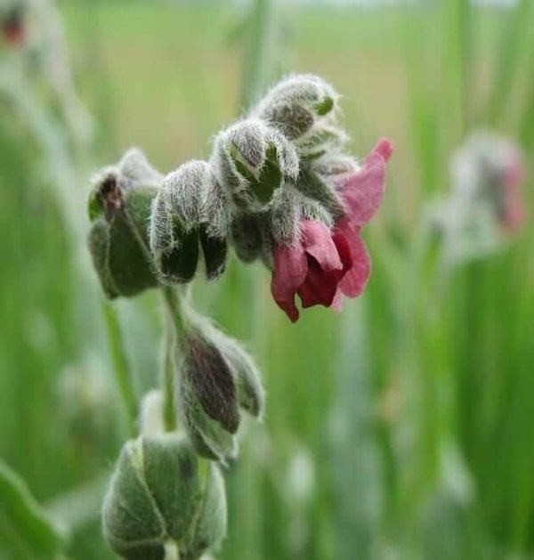 Cynoglossum officinale seeds