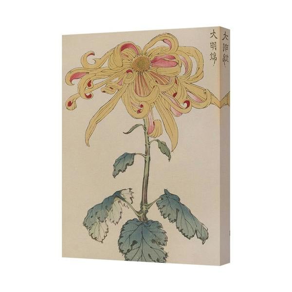 Benjamin Tate Design Canvas 9204 Chrysanthemum Botanical Art Print Wall Decor