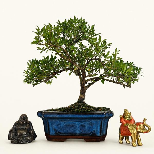 Yorkshire Bonsai Japanese Holly (Ilex Crenata) Bonsai Tree | Shaped | In 25cm Pot