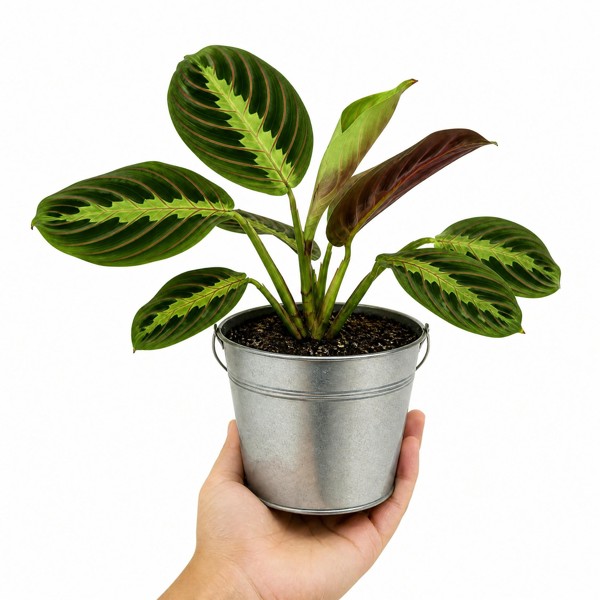 Maranta Leuconeura Prayer Plant 12cm - Beautiful Tricolour Indoor Foliage - Galvanised Pail - 1