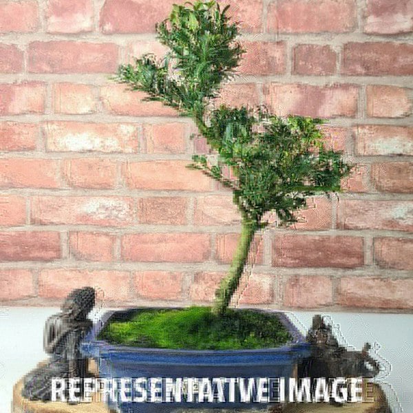 Japanese Holly (Ilex Crenata) Bonsai Tree | Shaped | In 20cm Pot - Yorkshire Bonsai