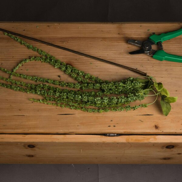 Wyld Haus Set of 3 Artificial Flowers Green Amaranthus Stems