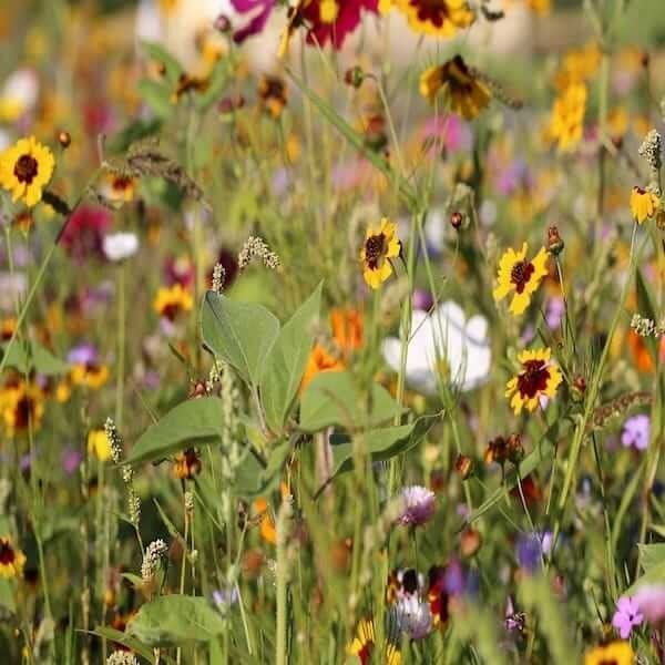 wildflower mix flowers