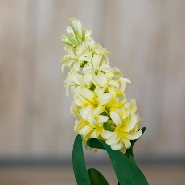 Wyld Haus Set of 3 Artificial Flowers Yellow Hyacinth Stems