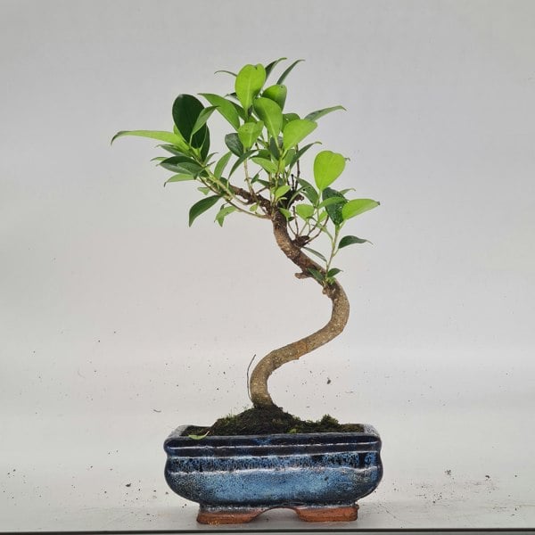 Ficus Microcarpa (Banyan Fig) Indoor Bonsai Tree | Shaped | In 15cm Pot