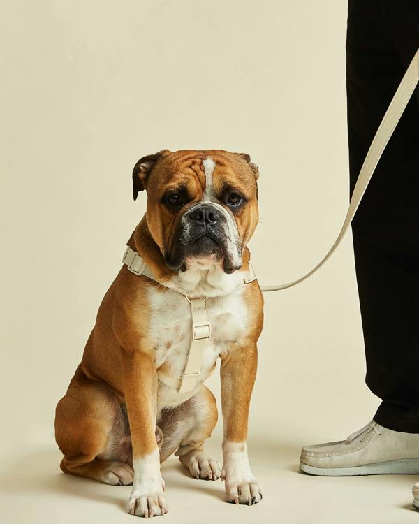 Ivory Y Shaped Dog Harness with Adjustable Off White Chest Straps 