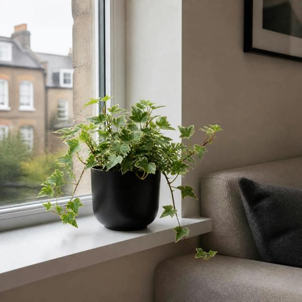 Hedera Variegated Ivy 12cm Pot Plants By Post