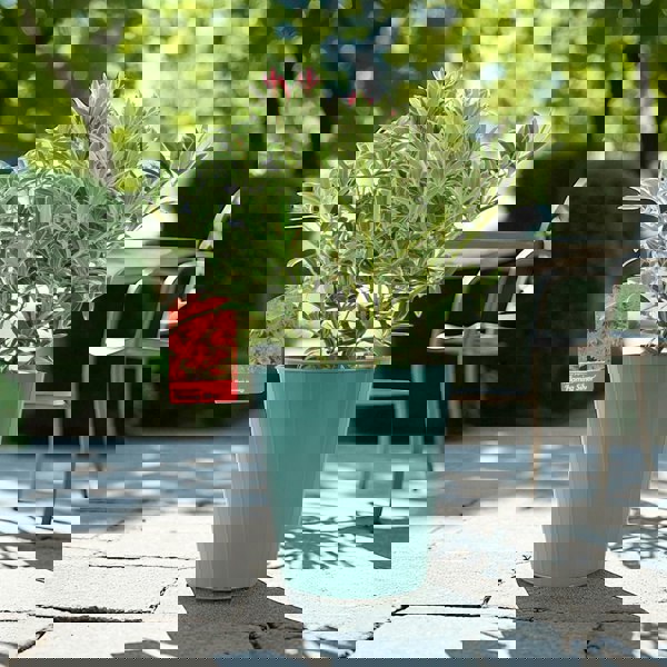 Pieris ‘Flaming Silver’ – Evergreen Shrub in 5L Pot, Colourful Foliage & Spring Flowers Plants By Post