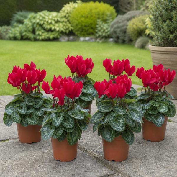 Cyclamen Red 10.5cm Pot Pack of 3 & 6 Flowering Outdoor Plants