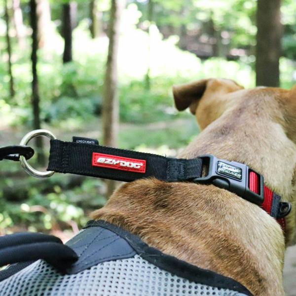 EzyDog Checkmate Collar in Red