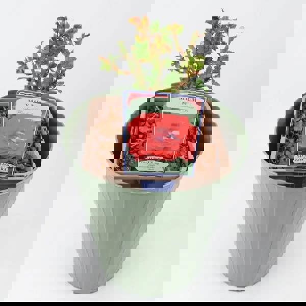 Rose My Mum Bush 5.5L