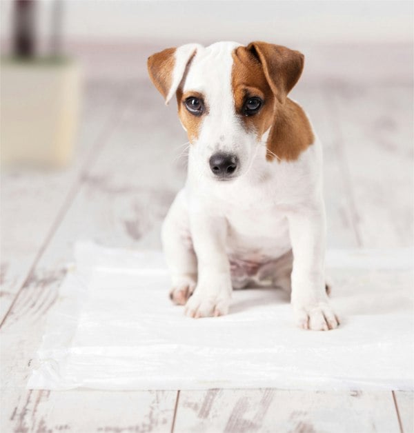 Aidapt Disposable Bed Pads 60X60 Sap5