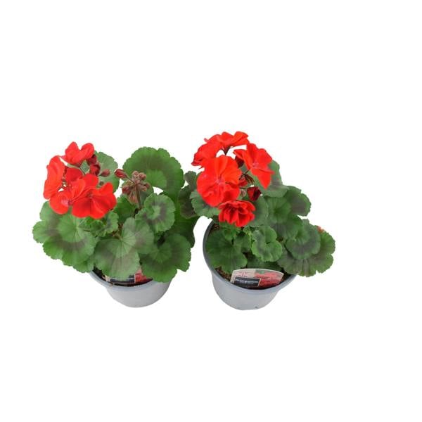 Zonal Geranium Upright Mixed Colours – Set of 2 x 1L Potted Plants Plants By Post
