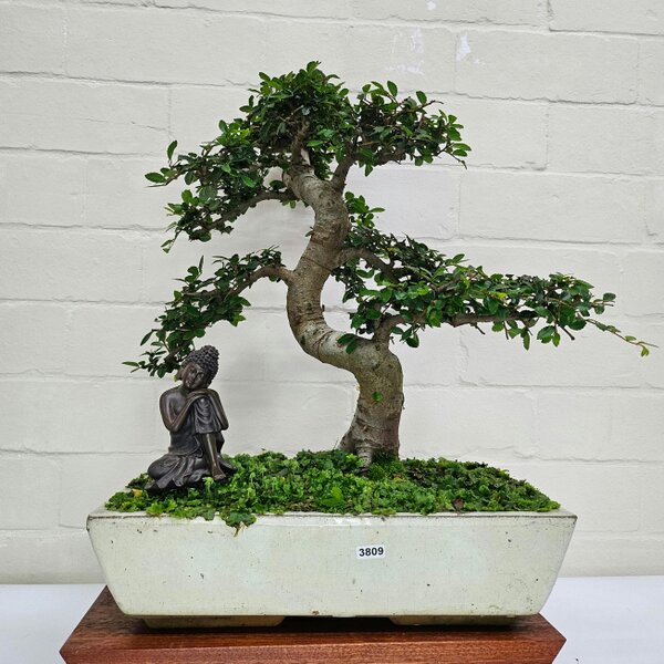 Yorkshire Bonsai Large Chinese Elm (Ulmus Parvifolia) Bonsai Tree | Shaped | In 35cm Pot - 3809