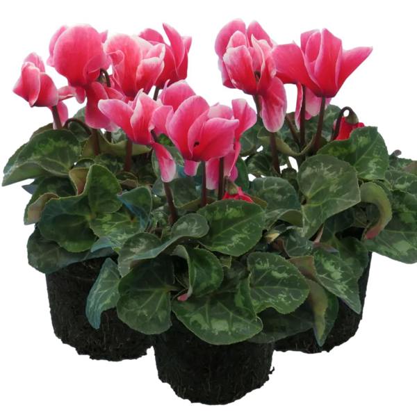 Cyclamen Rouge Flame 1Ltr Pot Pack of 3 & 6 Bicolour Flowering Plants Plants By Post