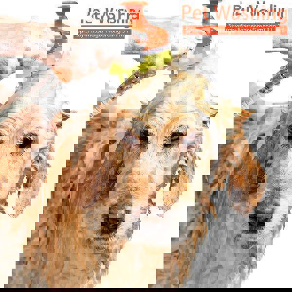 Leaper Pet Bathing Spray Head