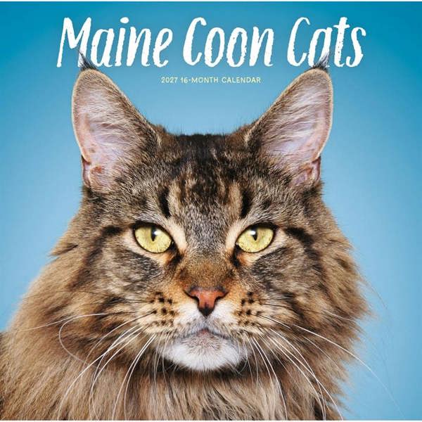Maine Coon Cats Calendar 2027, Wall Calendars, Month To View, Cats, Gift