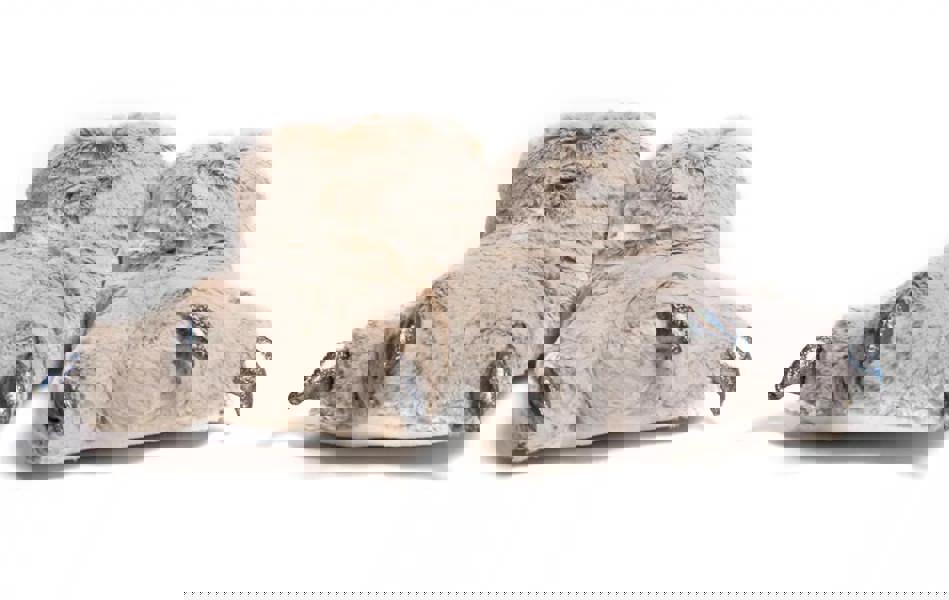 Nova BigFoot Slippers