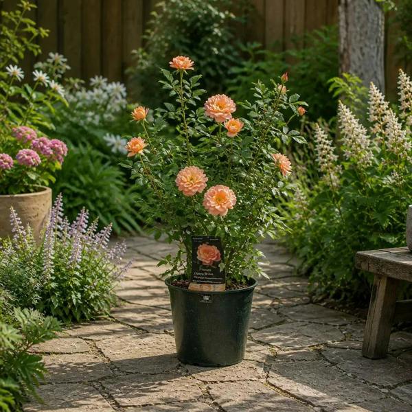 3L Happy Birthday Peach Rose Bush - Beautiful Flowering Plant Gift