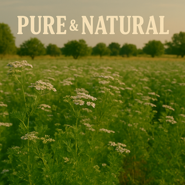 Ol'Vita Coriander Seed Oil | Dietary Supplement | Cold Pressed | Unrefined