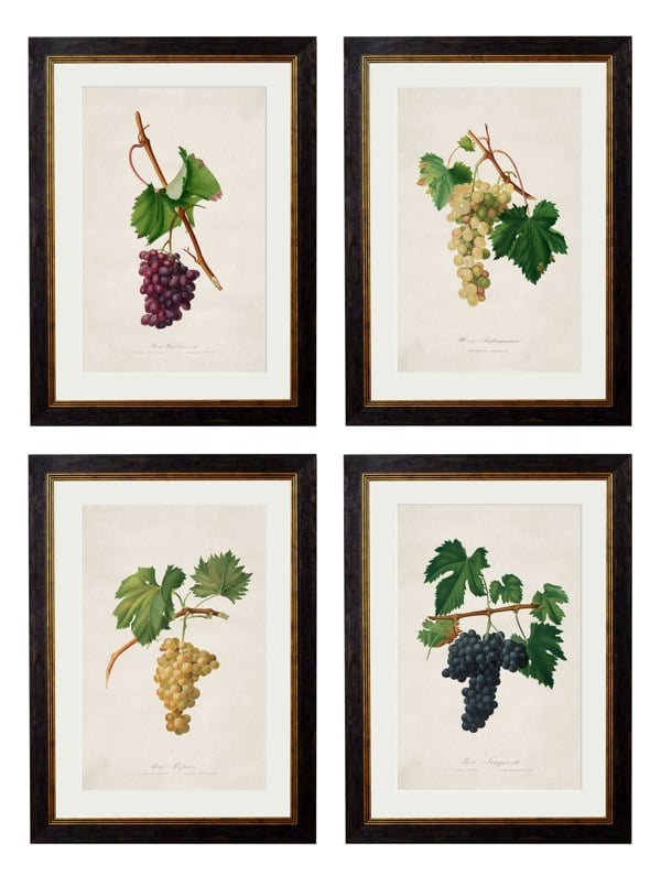Exceptional Art c.1817 Collection of Botanical Grapes