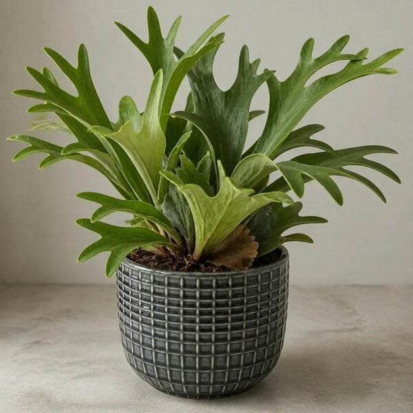 Platycerium Bifurcatum Staghorn Fern – Unique Antler-Shaped Foliage Indoor Houseplant
