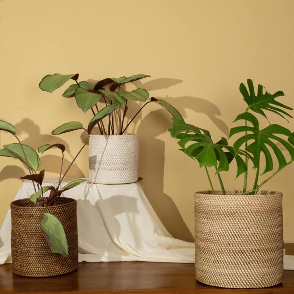 Handwoven rattan plant pots in natural, dark brown and white wash finishes styled with indoor plants on a wooden table