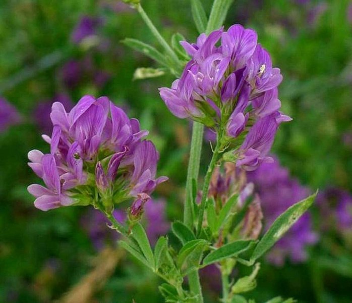 Organic Vetch Seed (Vicia sativa)