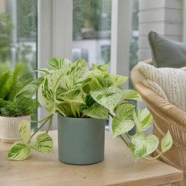 Epipremnum Marble Queen Pothos 12cm Pot Plants By Post
