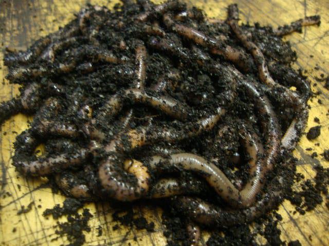WORM COLONY PACKS