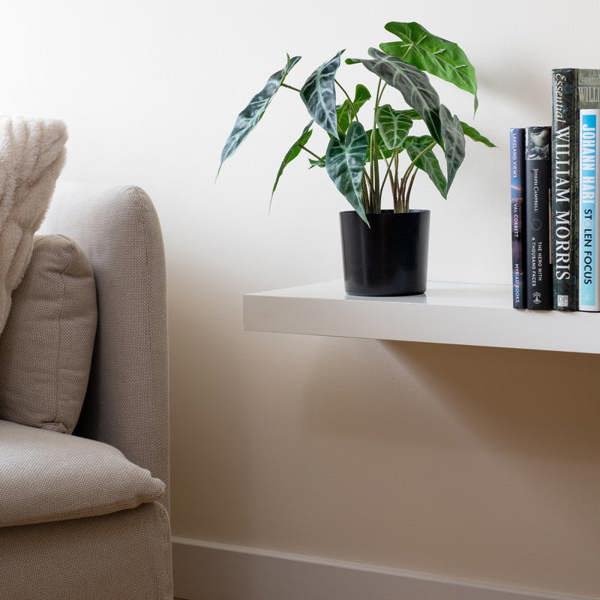 Scottish Everlastings 38cm Real Touch Caladium Plant (D)