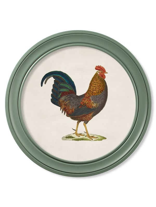 Exceptional Art c.1838 Junglefowl in Round Frames Green