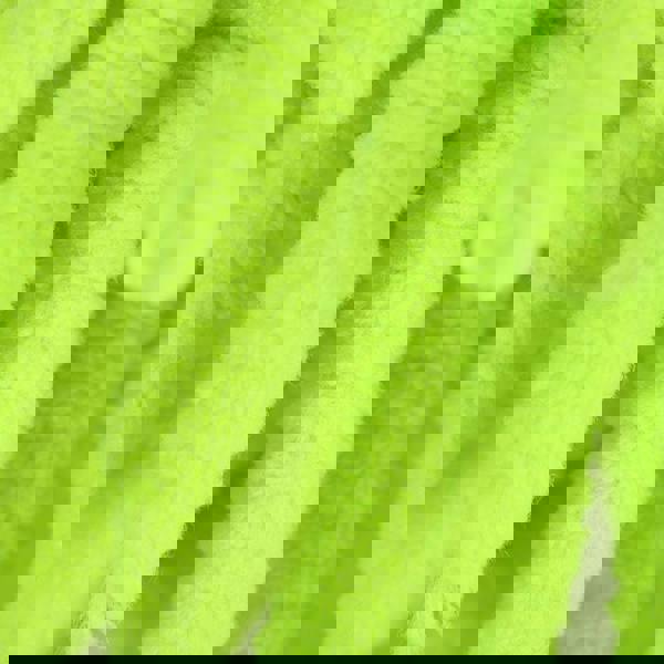 Oxford Microfibre Noodle Sponge Fluo