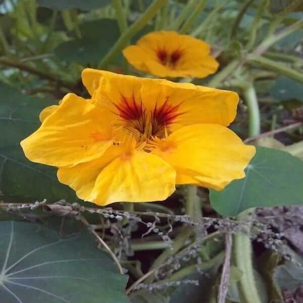 nasturtium