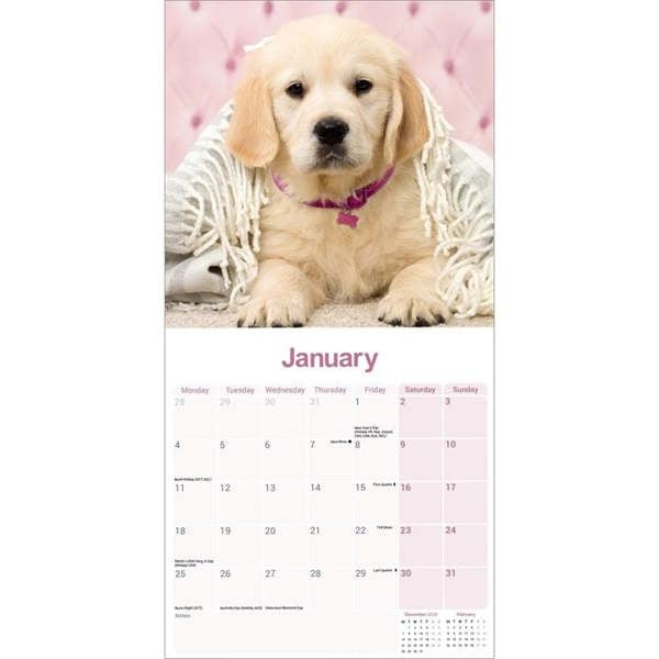 Golden Retriever Calendar 2027, Wall Calendars, Month To View, Dogs, Gift